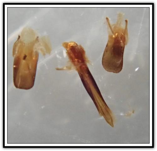 Anthaxia sepulchralis