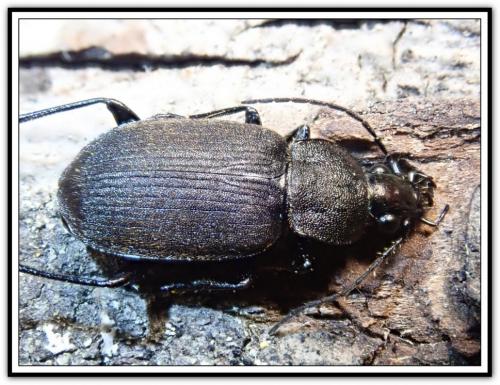 Réf. 276 822 : Chlaenius tristis