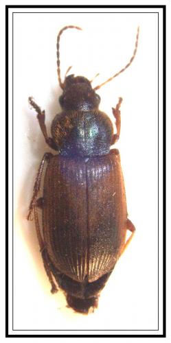 Réf. 276 944 : Diachromus germanus
