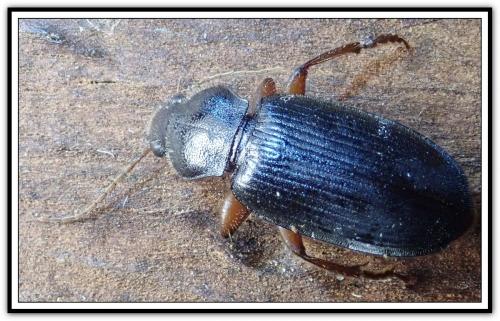 Ophonus incisus