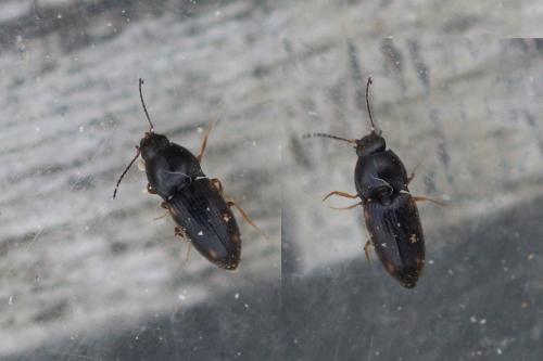 Réf. 276 873 : Zorochros sp.