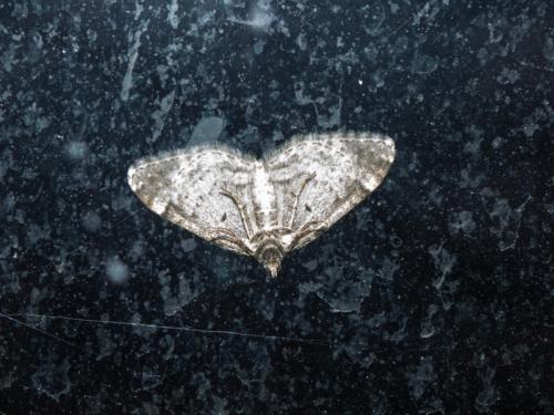 Xanthorhoe fluctuata