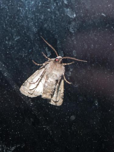 Noctuinae