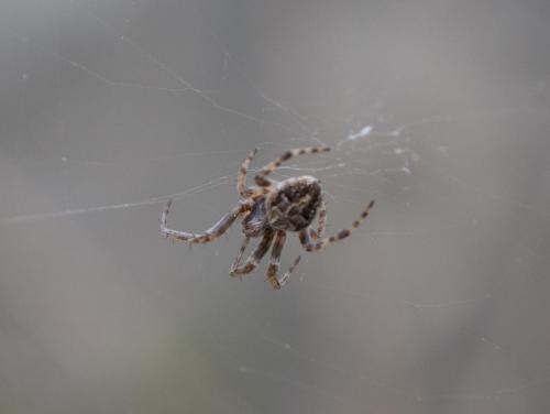 Agalenatea redii