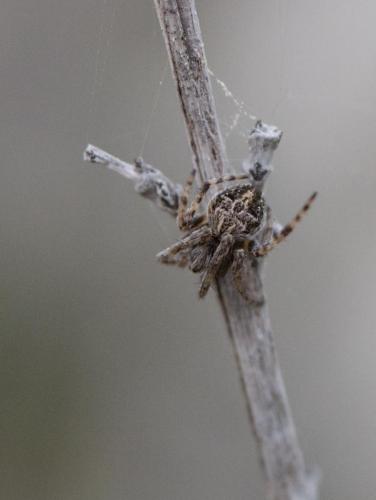 Agalenatea redii