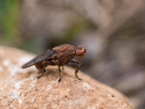 Suillia gigantea