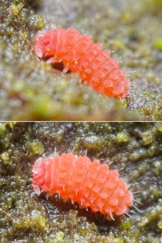 Bilobella braunerae