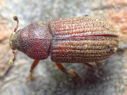 Réf. 276 318 : Hylurgops palliatus
