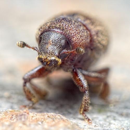 Réf. 276 319 : Hylurgops palliatus