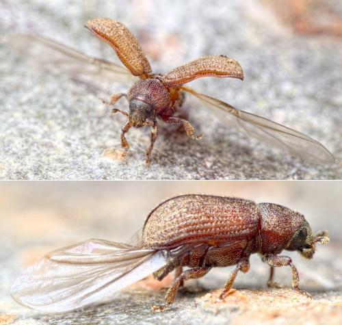 Réf. 276 317 : Hylurgops palliatus