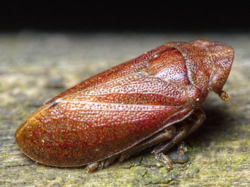 Réf. 276 499 : Tettigometra impressopunctata
