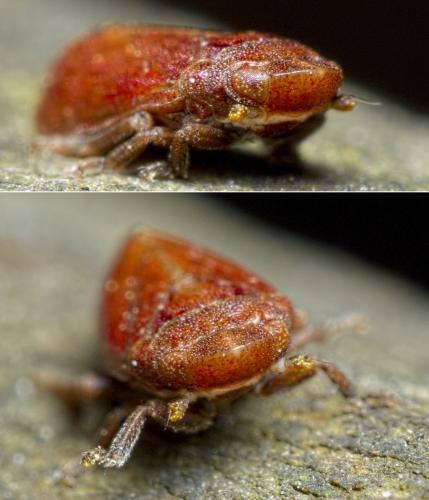 Tettigometra impressopunctata