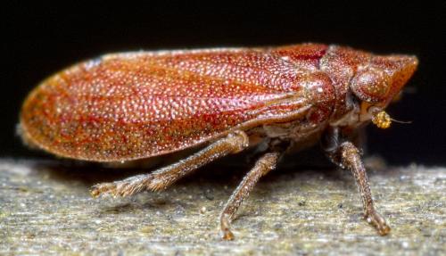 Tettigometra impressopunctata