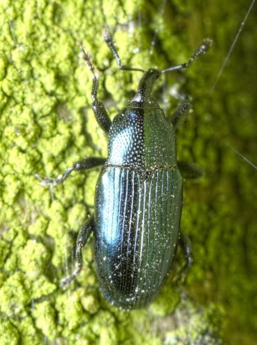 Réf. 276 870 : Aulacobaris sp.