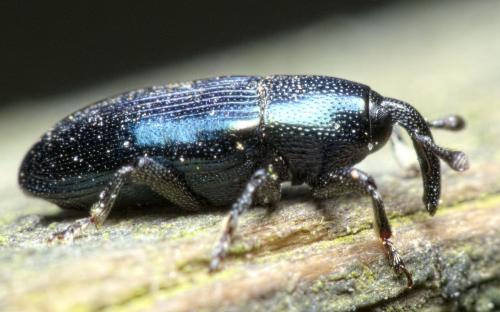 Réf. 276 869 : Aulacobaris sp.