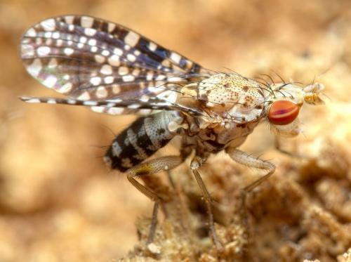Réf. 276 342 : Trypetoptera punctulata