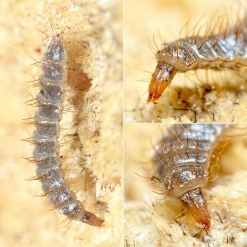 Zabrachia tenella