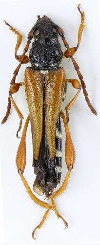 Stenopterus similatus
