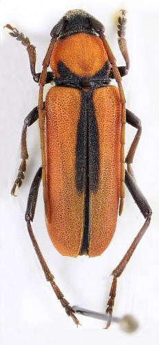 Purpuricenus schurmanni