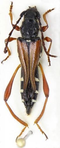 Réf. 276 487 : Stenopterus creticus