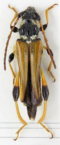 Réf. 276 492 : Stenopterus rufus