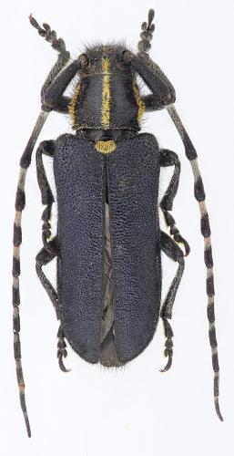 Agapanthia coeruleipennis
