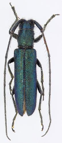 Agapanthia frivaldszkyi