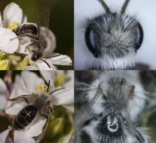 Andrena bicolorata