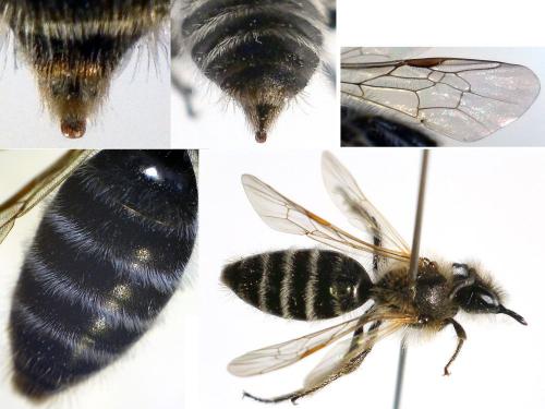 Andrena sp.