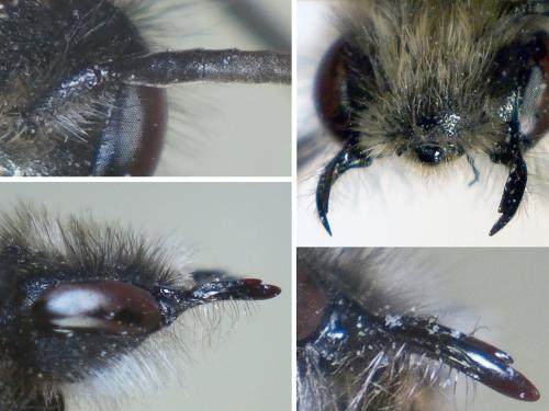 Andrena sp.