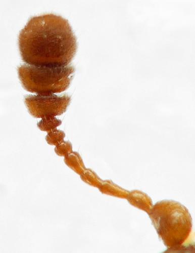 Réf. 276 876 : Epuraea sp.