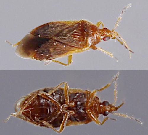 Réf. 276 042 : Cardiastethus fasciiventris