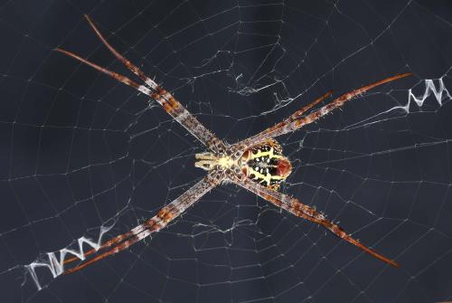 Réf. 276 176 : Argiope sp.