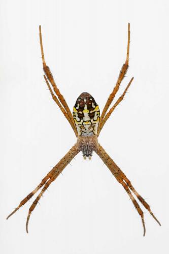Réf. 276 331 : Argiope sp.