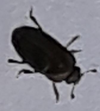 Meligethinae