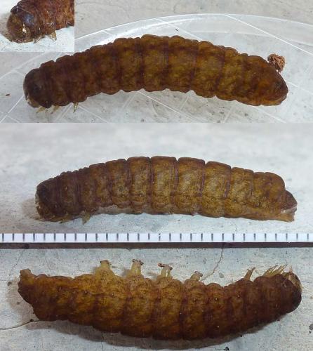 Phlogophora meticulosa