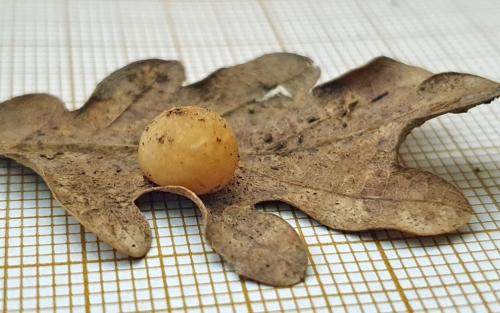 Cynips quercus
