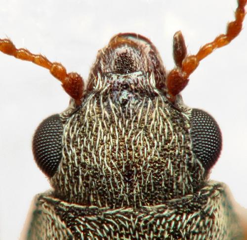Danacea nigritarsis