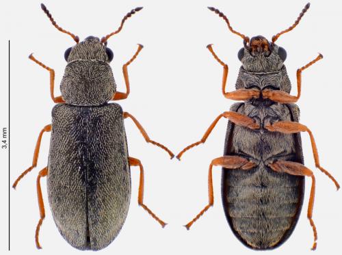 Danacea nigritarsis