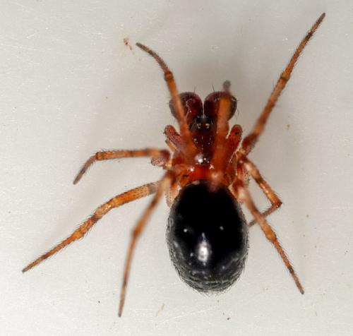 Réf. 276 484 : Sardinidion blackwalli