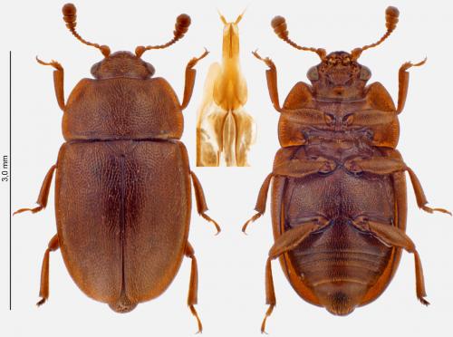 Réf. 276 824 : Epuraea sp.