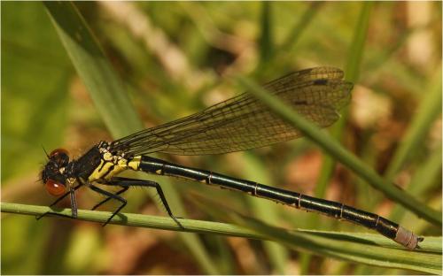 Erythromma najas