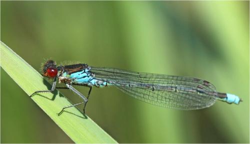 Erythromma najas