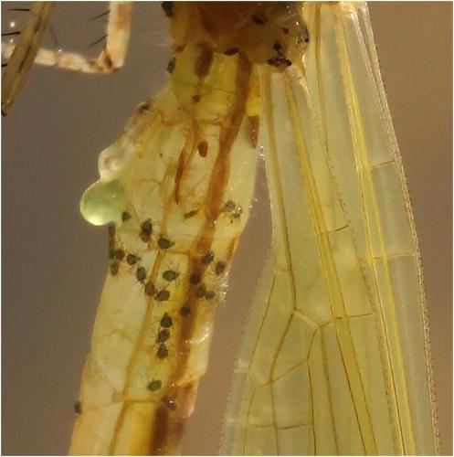 Erythromma najas
