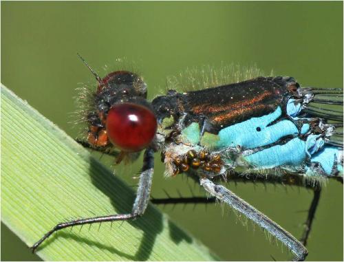 Erythromma najas