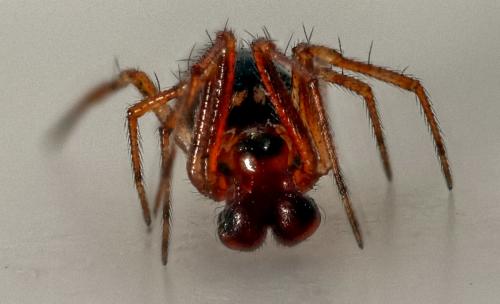 Réf. 276 485 : Sardinidion blackwalli