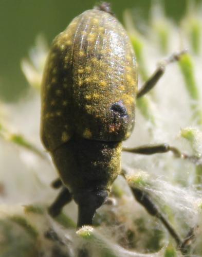 Réf. 276 967 : Larinus sp.
