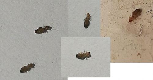 Liposcelis sp.