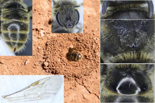 Lasioglossum sp.