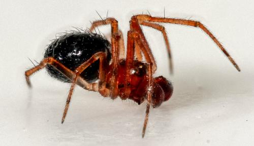 Réf. 276 486 : Sardinidion blackwalli